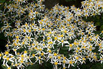 White wood aster
