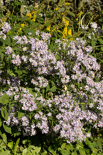 Symphyotrichum cordifolius
