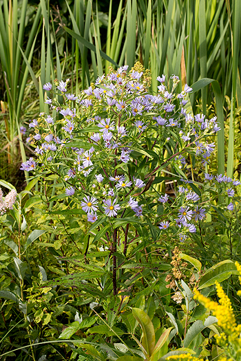 Swamp aster or purple stemmed aster