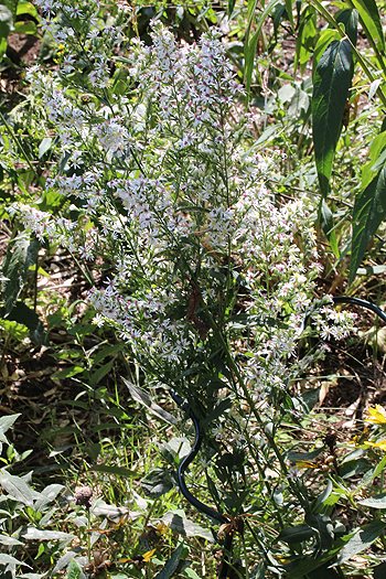 Symphyotrichum urophyllum