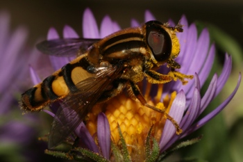 Aster with hoverfly