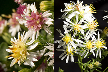 Asters with small flowers