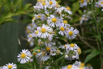 Amethyst aster