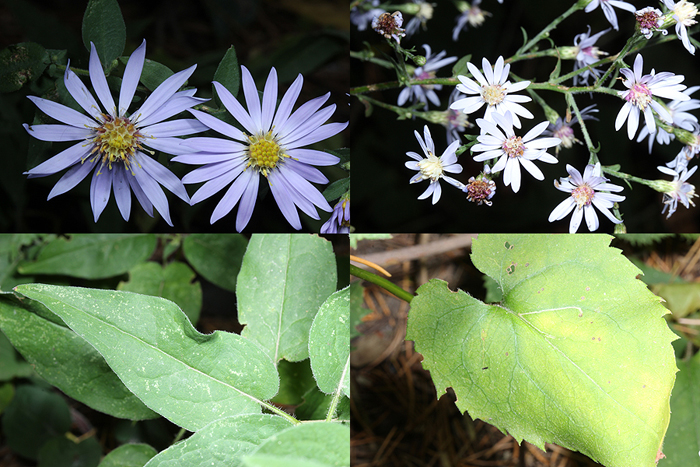 Compare Short's Aster with Heart Leaved Aster