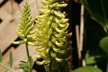 Astragalus flower