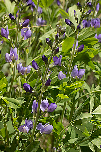 Baptisia australis in bloom