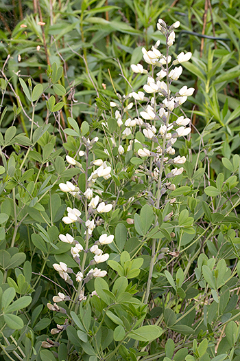 Baptisia alba in bloom