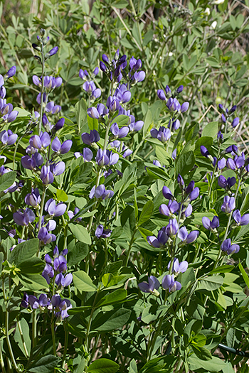 Baptisia australis
