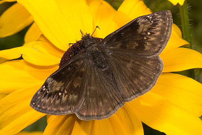 Indigo duskywing