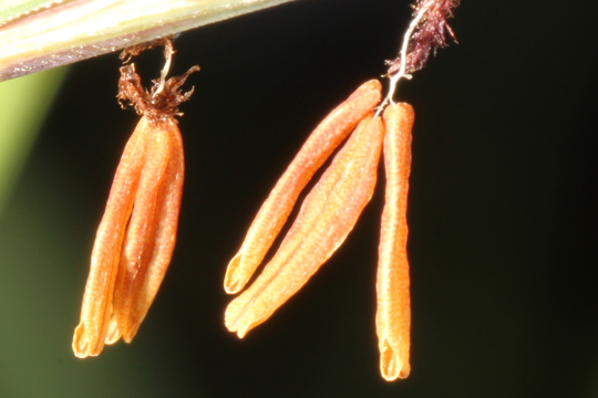 Flowers of Big Bluestem