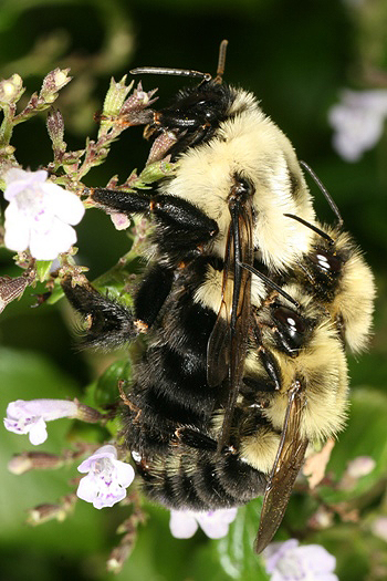 Bombus impatiens queen 