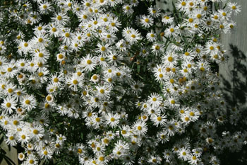 Boltonia asteroides