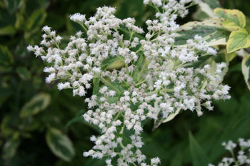 Boneset