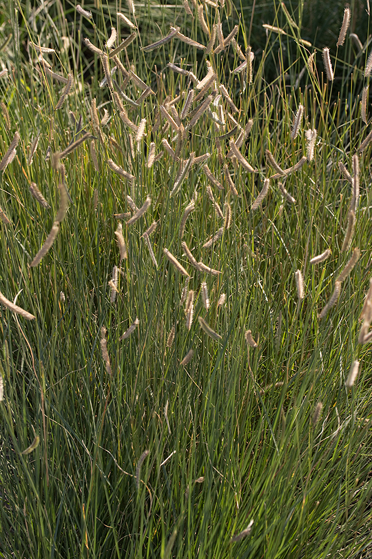 Bouteloua gracilis also known as Blue Grama Grass