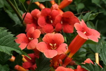 Campsis close up