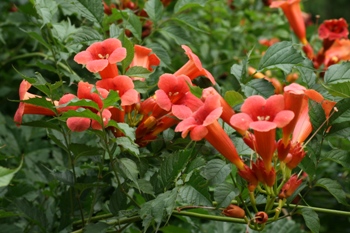 Campsis radicans