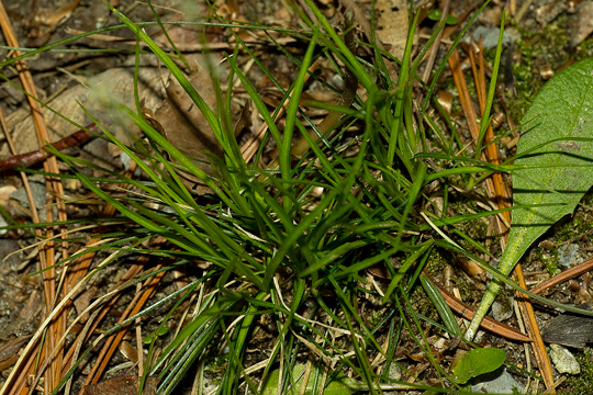 Carex pensylvanica