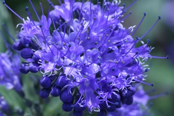 Caryopteris closeup