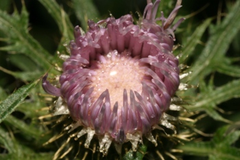 Cirsium discolor flower opening