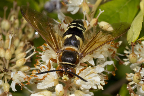 Cicada wasp