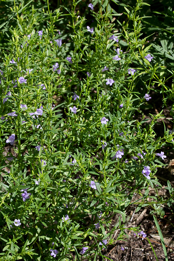 Full shot of Clinopodium arkansanum