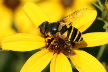 Coreopis trypteris with syrphid fly