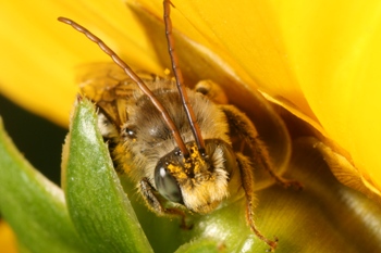 Coreopsis with Melissodes