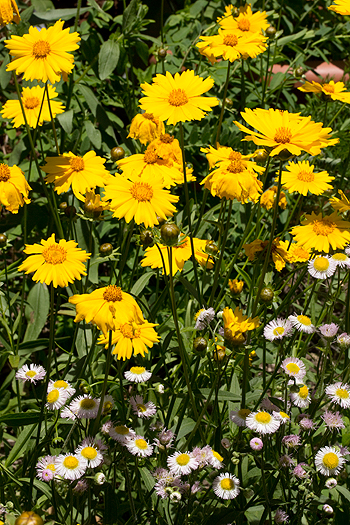 Coreopsis lanceolata