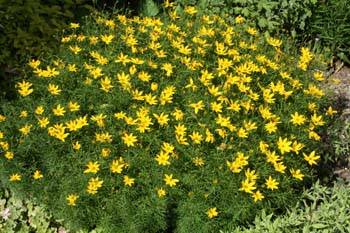 golden gain coreopsis