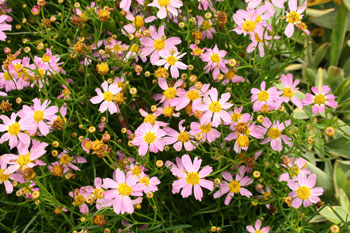 Coreopsis rosea