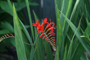 Crocosmia "Lucifer"