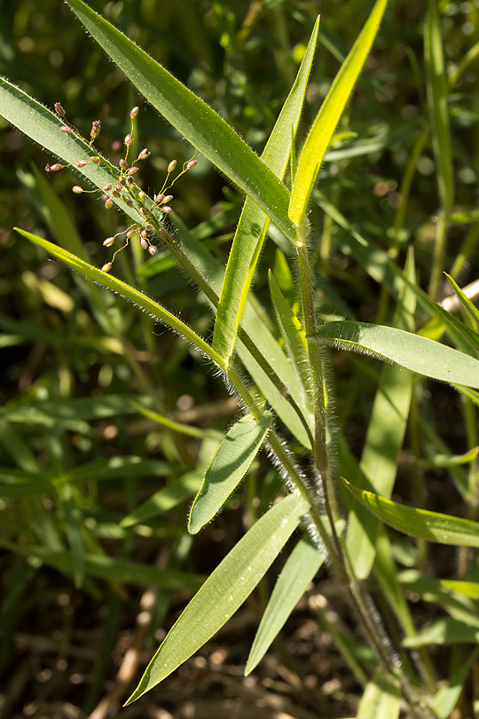 Dichanthelium acuminatum