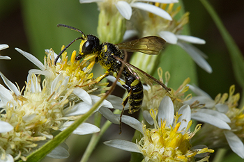 Flat topped aster