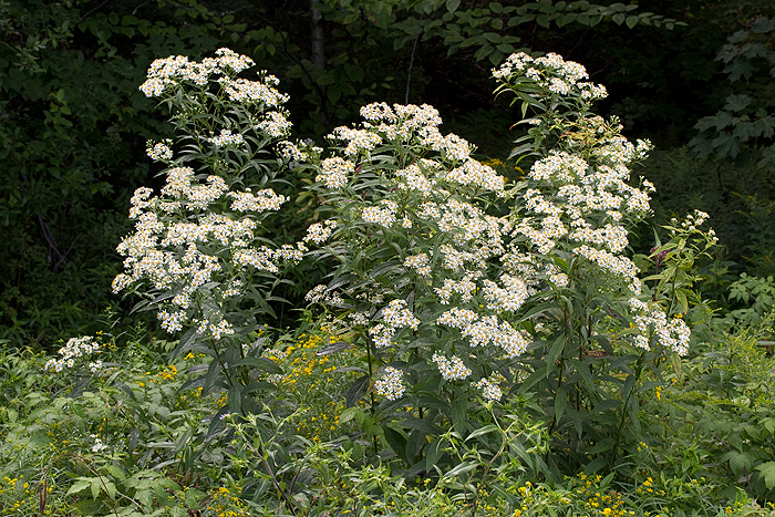 Doellingeria umbellata 