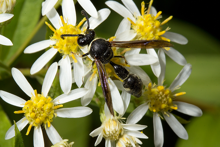 Flat topped aster