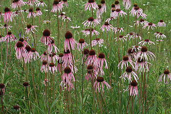 Echinacea pallida