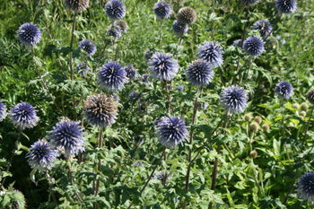 Echinops