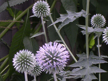 Echinops