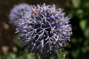 Echinops ritro