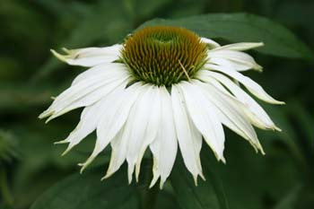 white swan echinacea