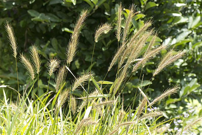 Elymus virginicus