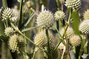 Eryingium yuccifolium