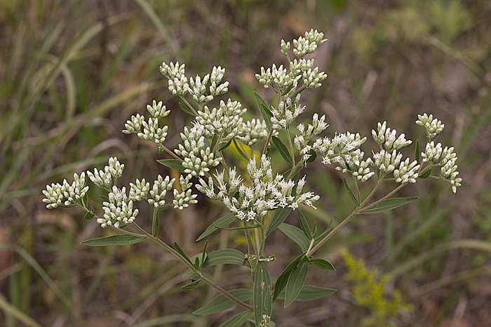Eupatorium altissimum