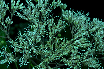 Eupatorium altissimum