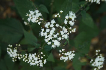Eupatorium rugosum