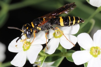 Euphorbia corollata with Philanthus gibbosus