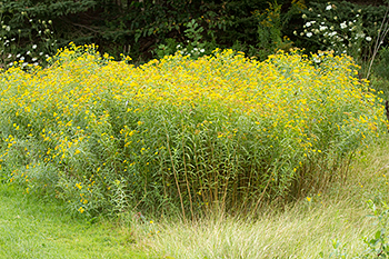 Euthamia graminifolia is a good plant for large spaces