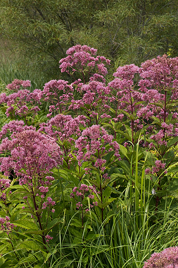 Eutrochium maculatum