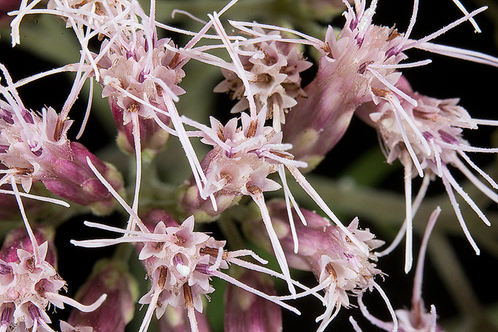 A close up of Eutrochium flowers