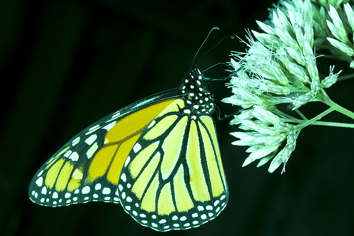 Joe-Pye Weed with monarch butterfly